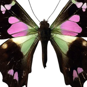 June in-person play reading